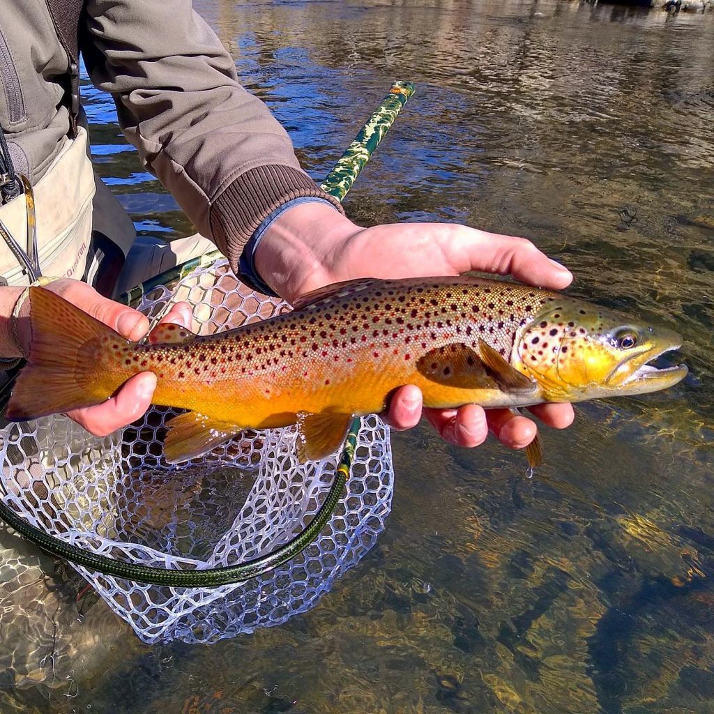 Successful Winter Fly Fishing In Colorado