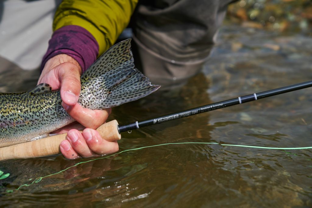 Sage R8 Core Fly Rod review. Rod with rainbow trout tail.