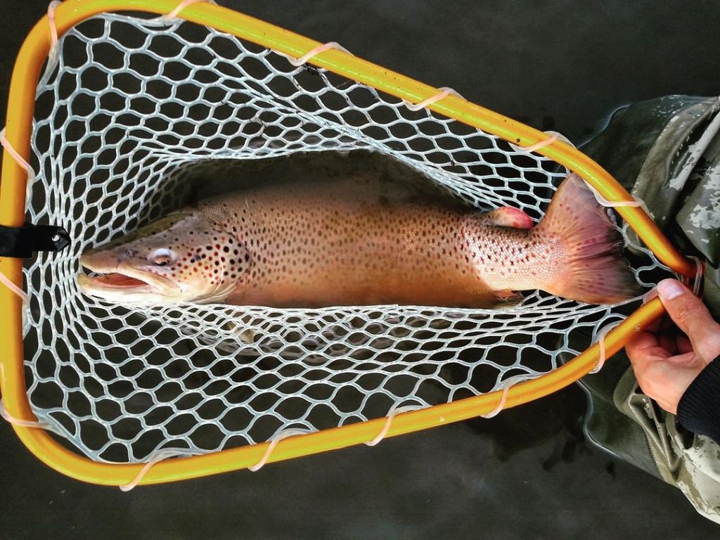 Trout Rods Wilderness Spinning at low prices